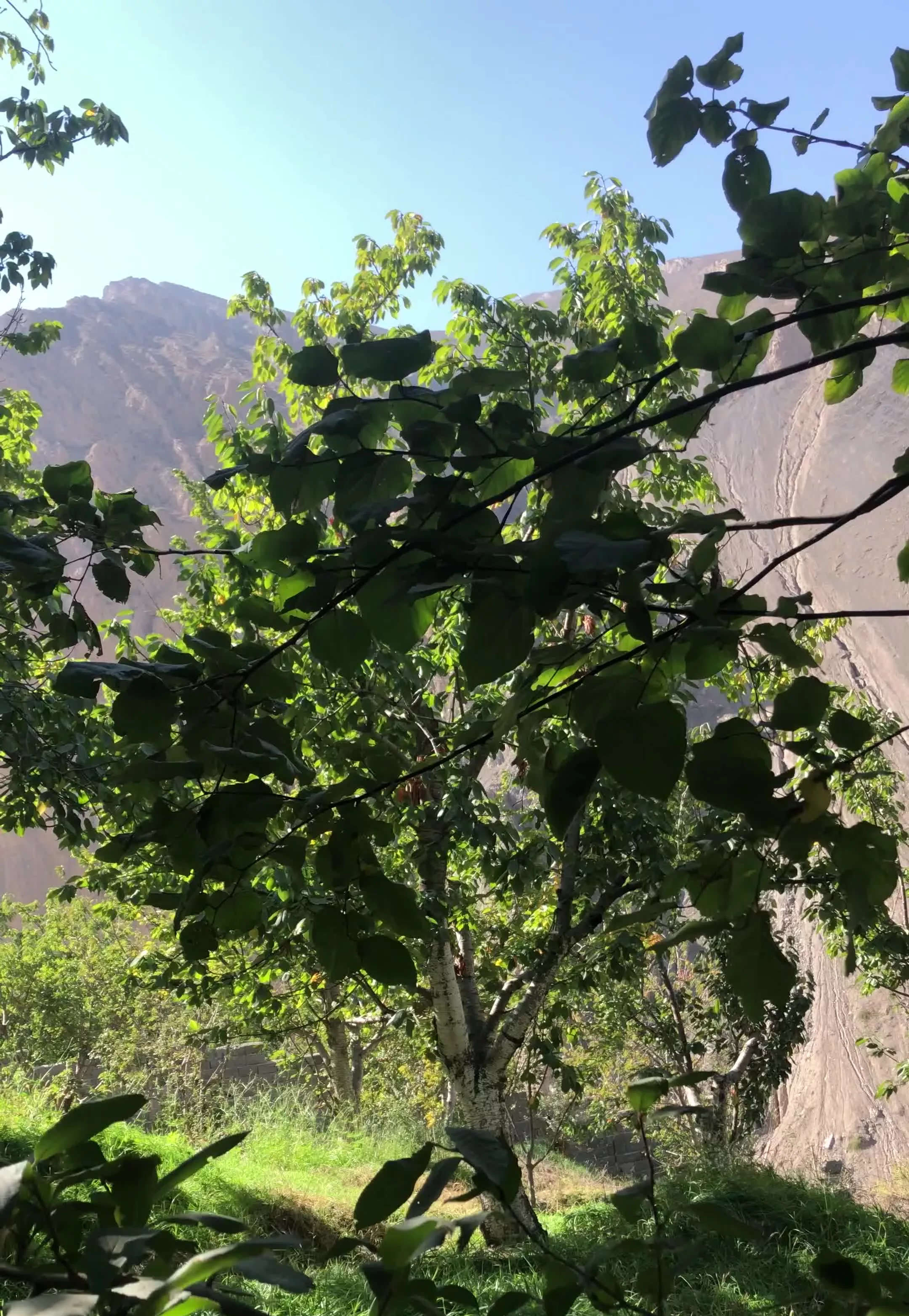 دو قطعه زمین ۳۰۰ متری به فروش می رسد.
