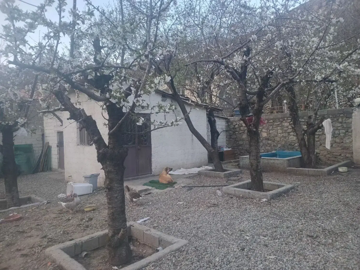 اجاره کلبه چوبی سوییت نزدیک رودخانه