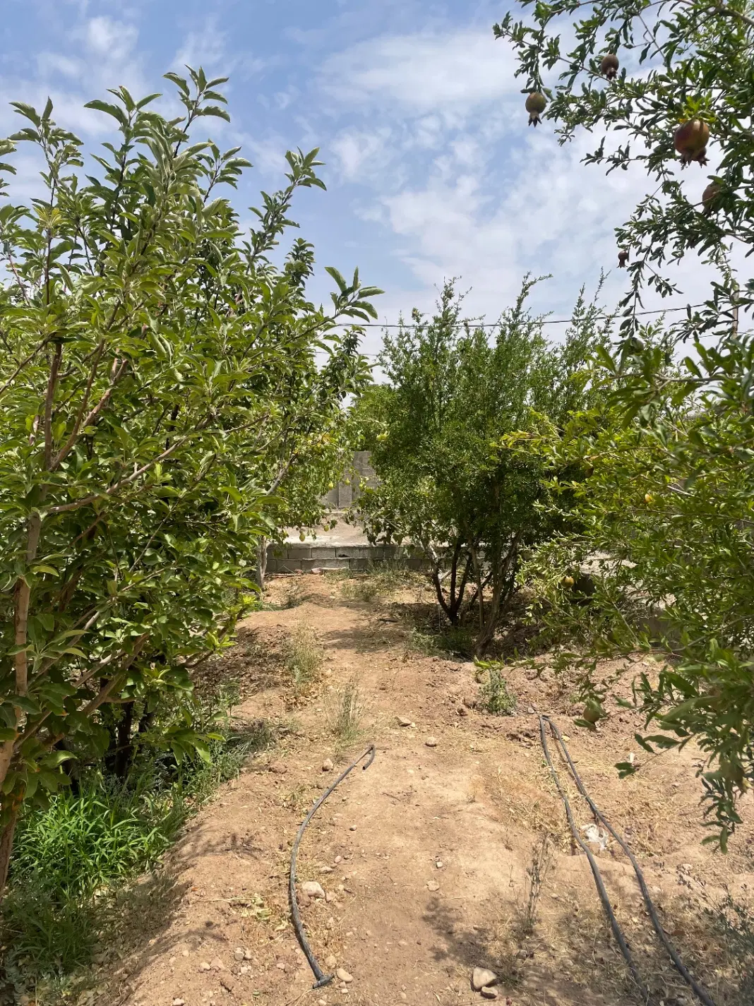 ۲۶ قصب مهستان با درختان ۹ ساله