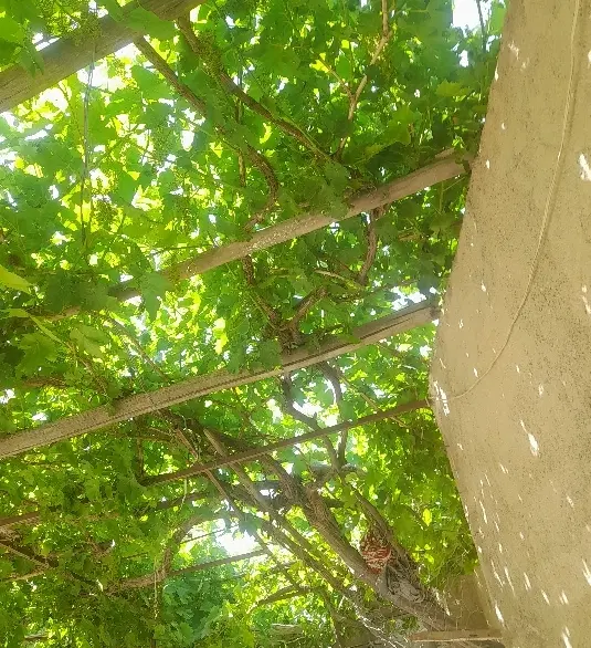 حیاط روستای آقکاریز