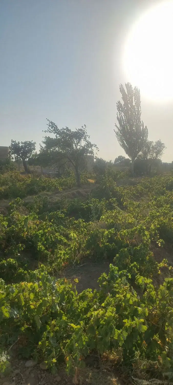 فروش باغ انگور