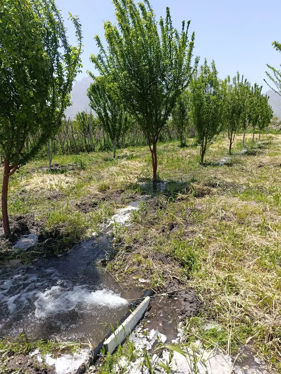 باغ  نزدیک کرمانشاه