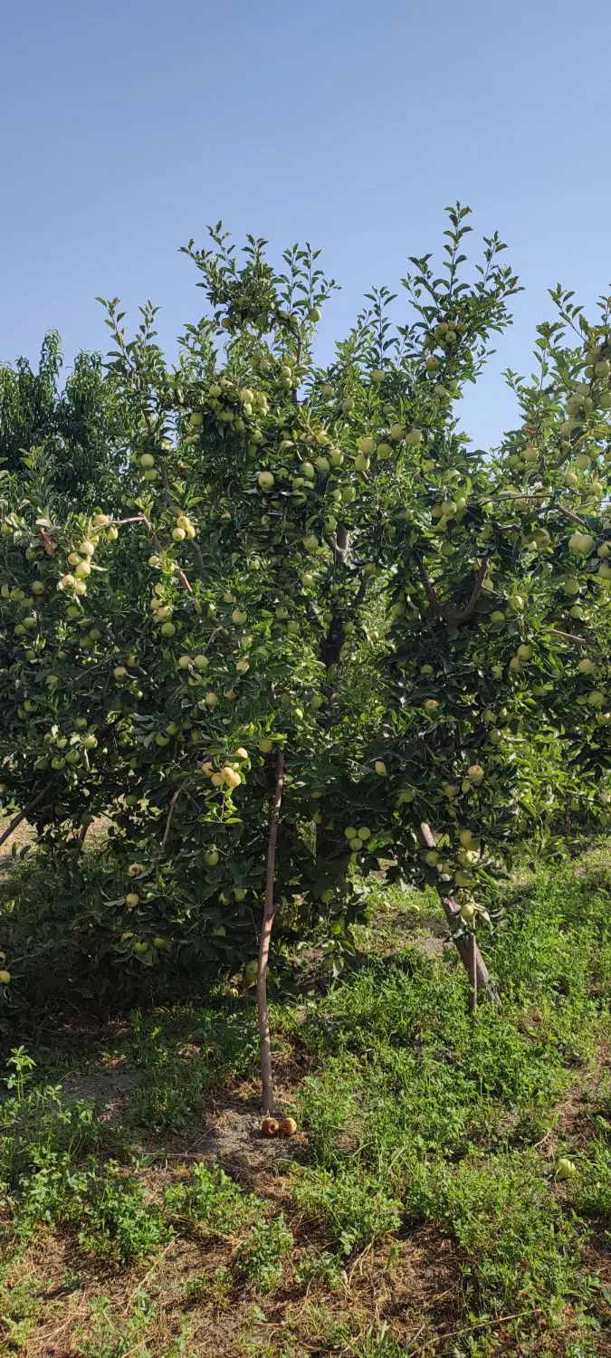 باغچه ویلایی بر جاده با موقعیت