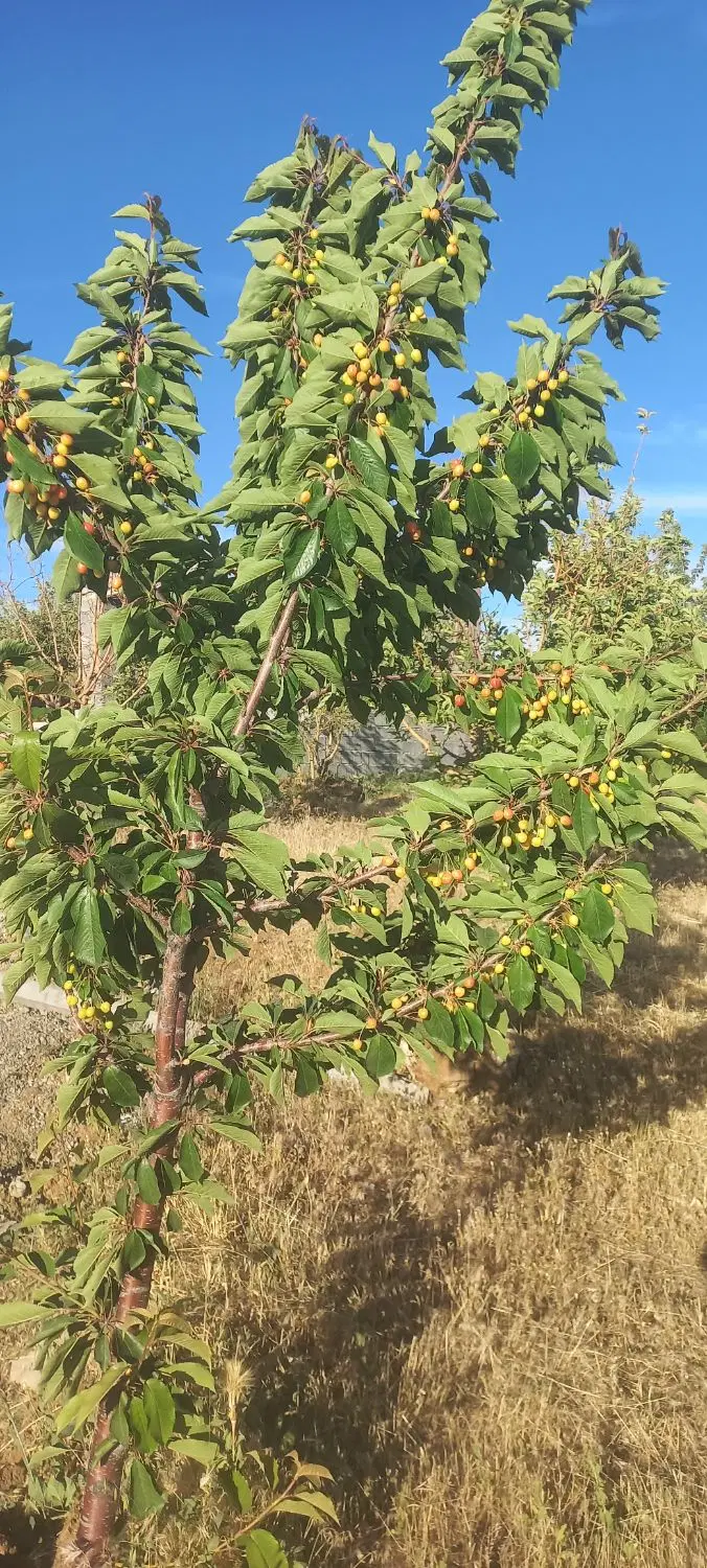 باغ شیک و نقلی در کامیاران