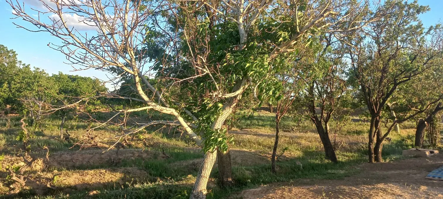 ۳۰۰۰ متر باغ انگور