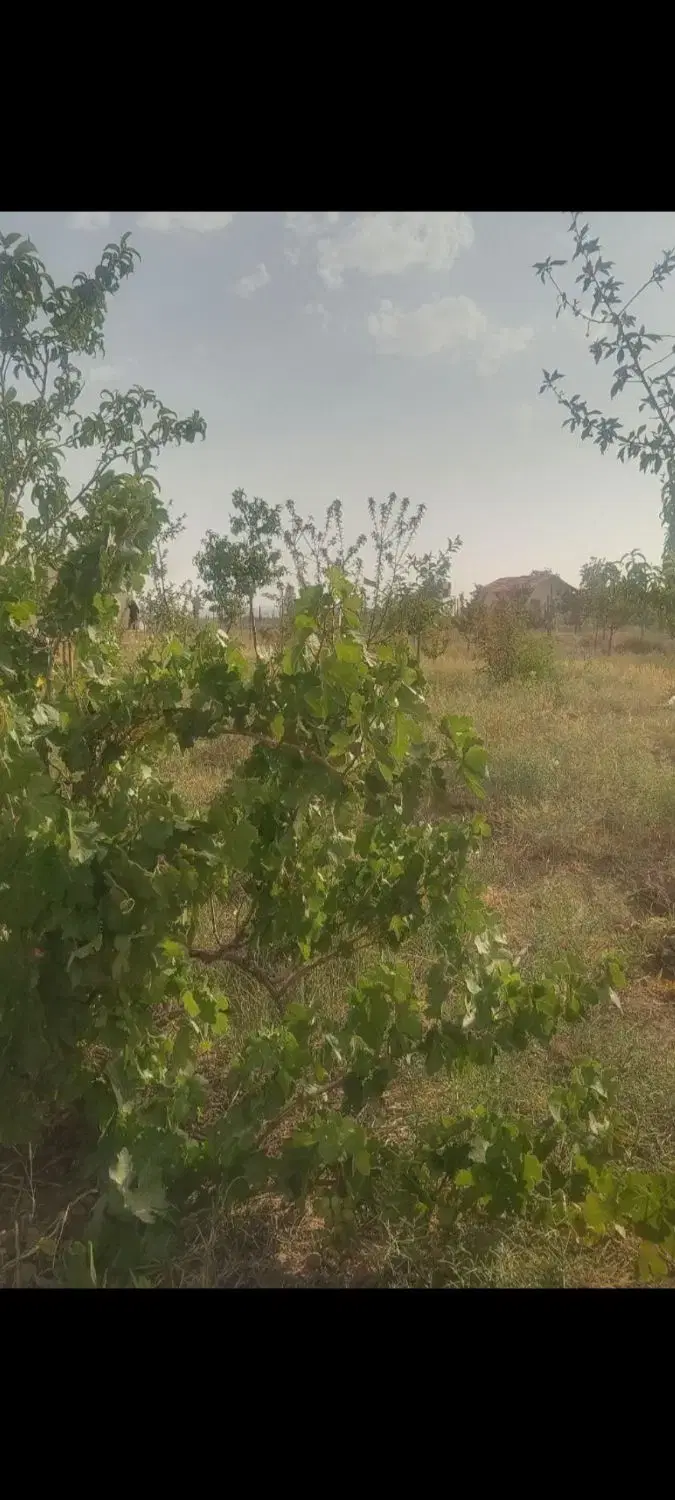 باغچه ۴۵۰متری