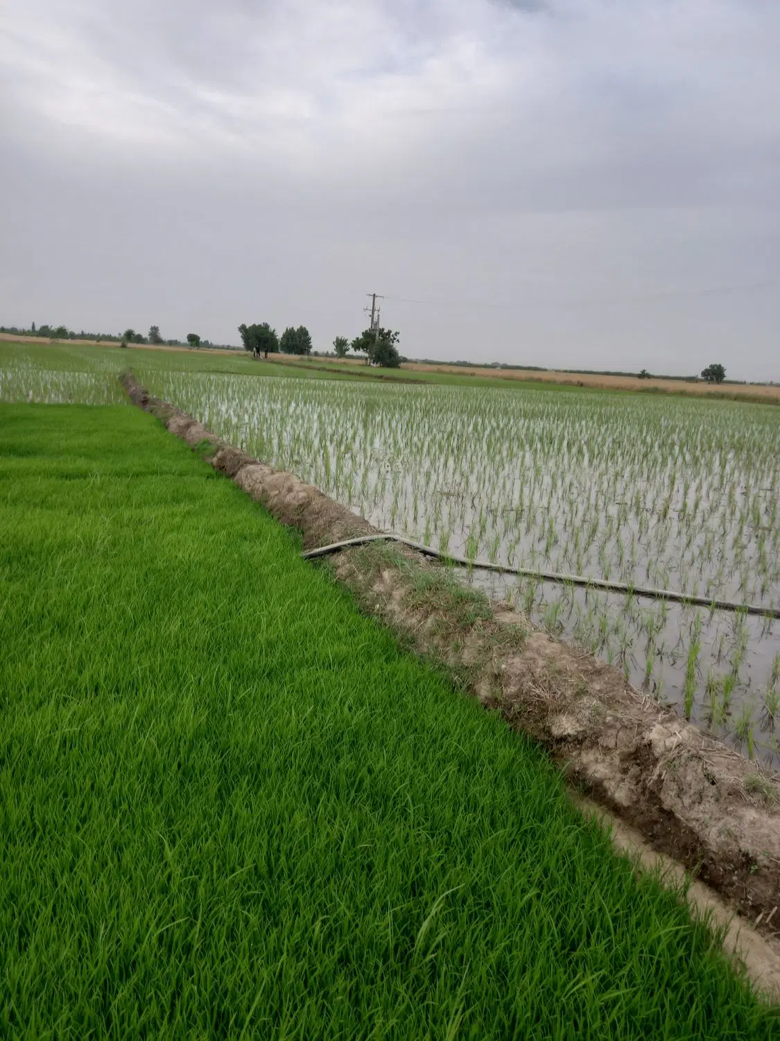 زمین کشاورزی تمام  شالی