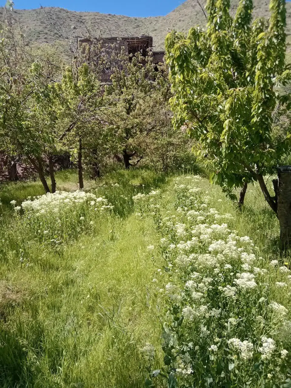 باغ گیلاس بوژان