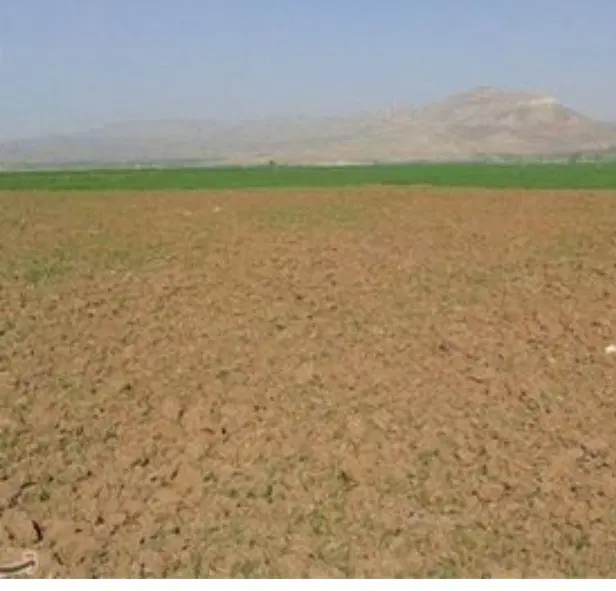 زمین زراعی در شوط