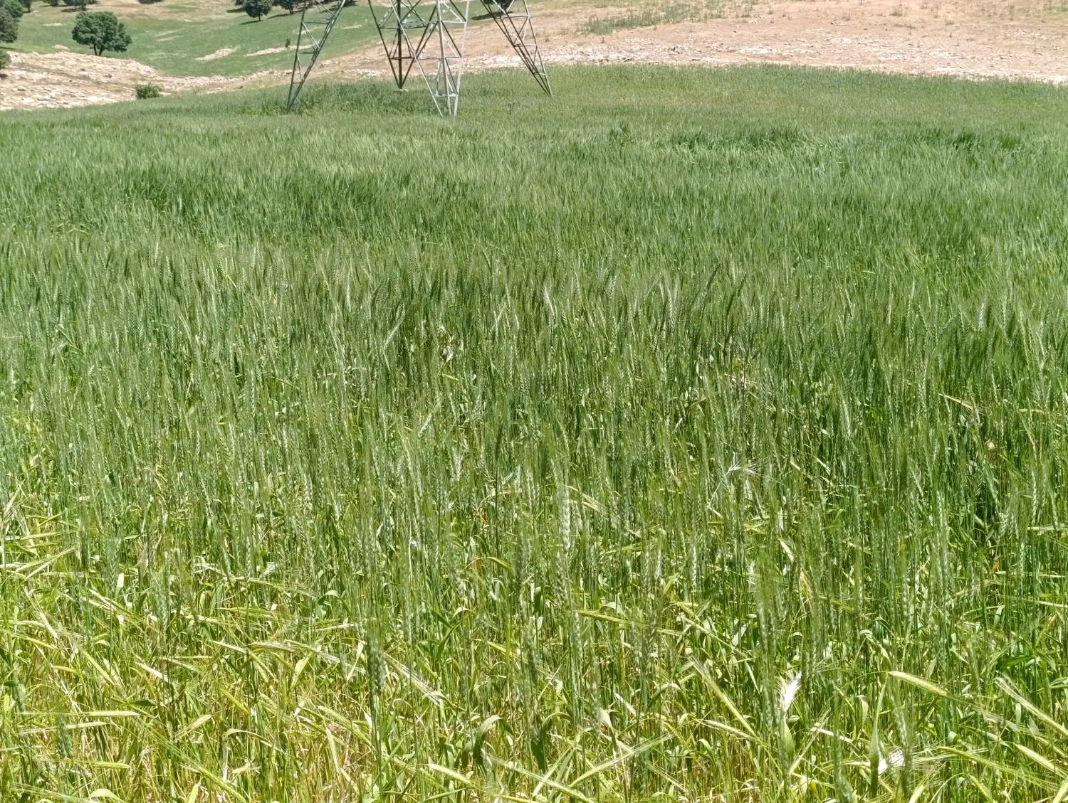سلام زمین اجاره یا شراکتی مناسب کشت چغندر وگندم