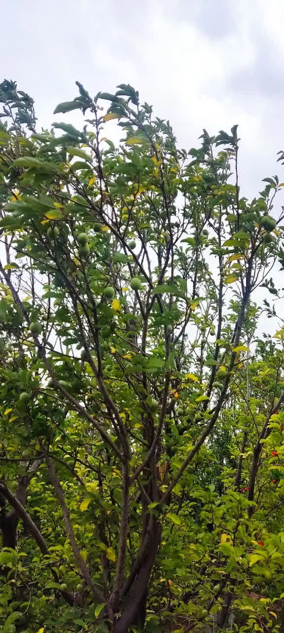 باغ