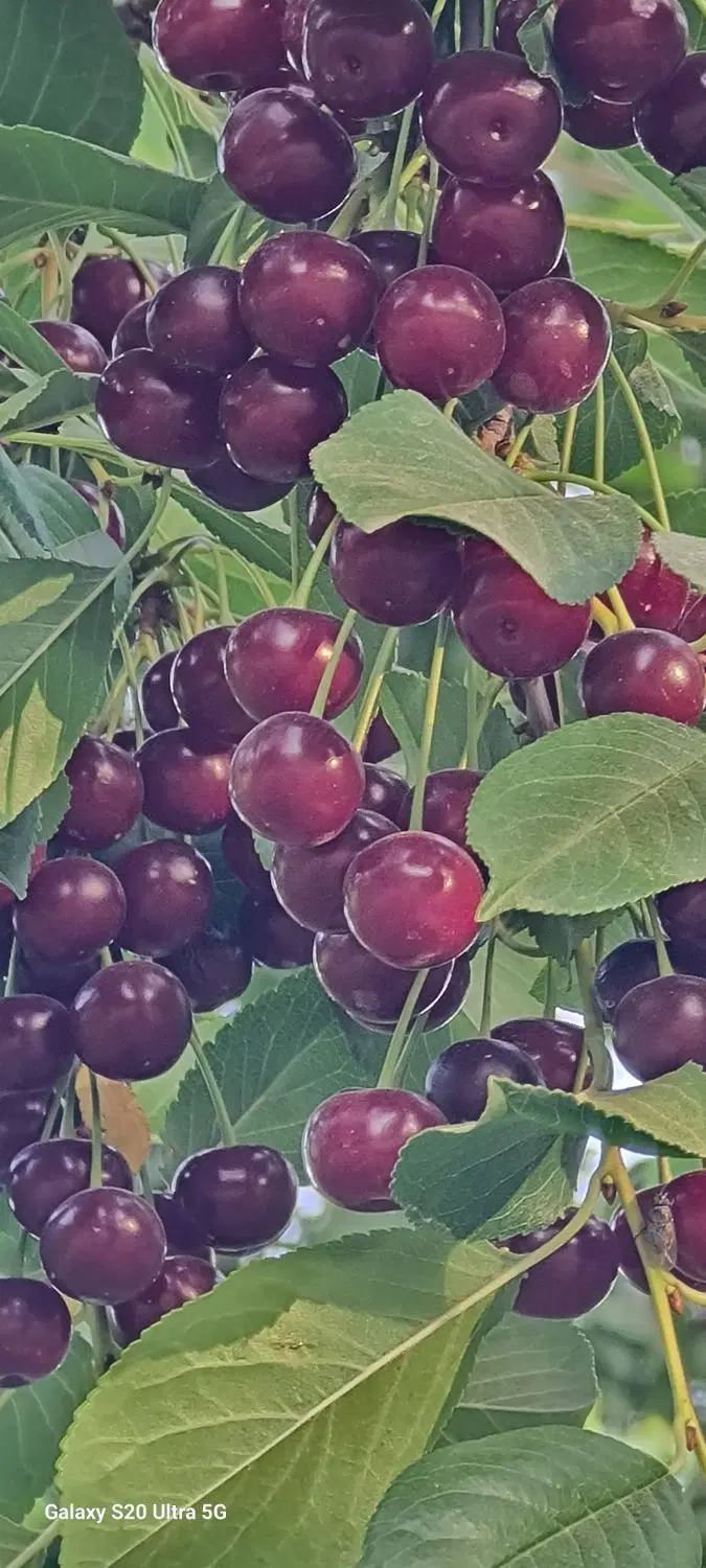 فروش باغ فوجرد