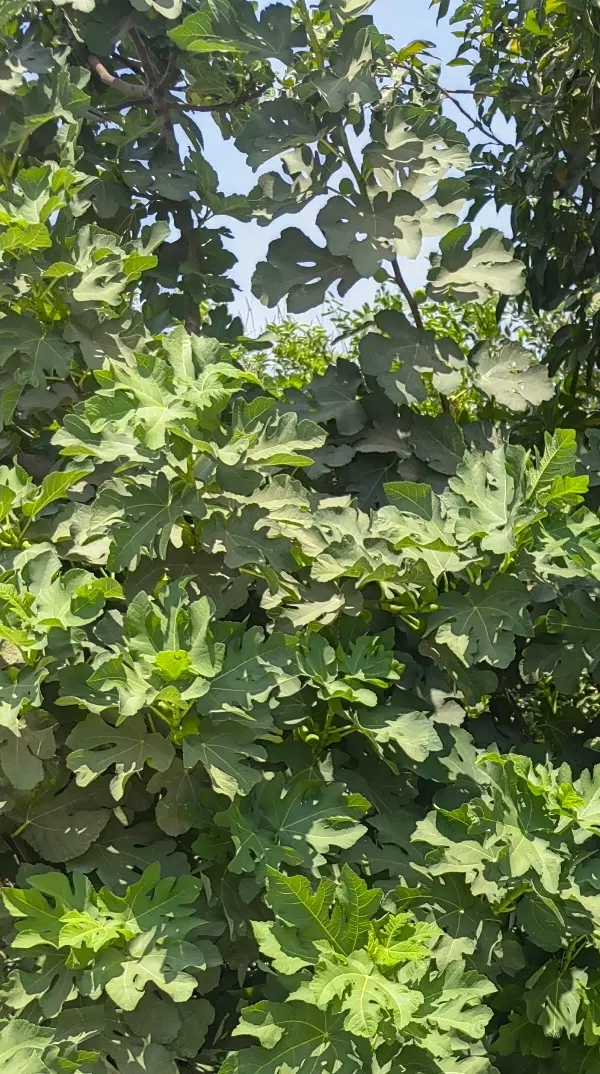 دو قطعه باغچه ۵۰۰ متری