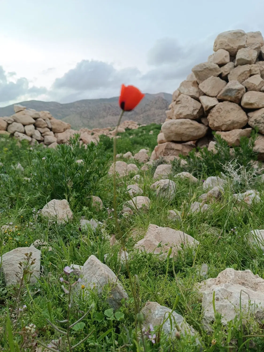 فروش زمین انجیر و باغ انگور و...