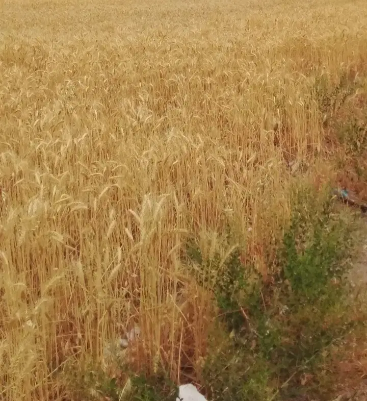 زمین زراعی دیم در چوکانلو تکمران