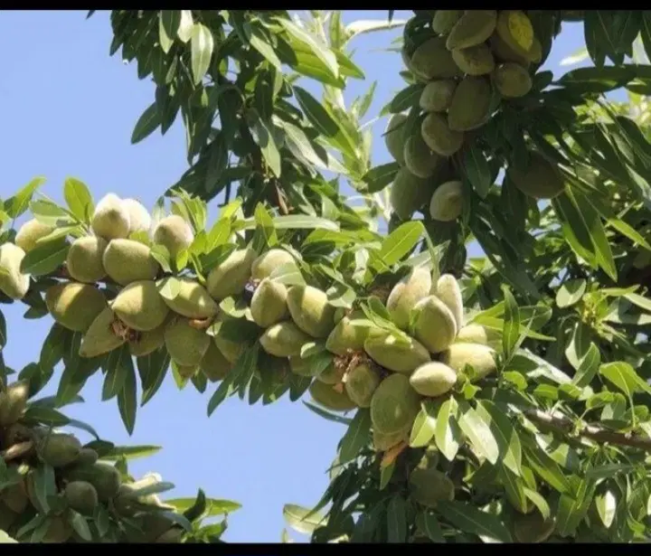 گردو و بادام امام زاده کوه