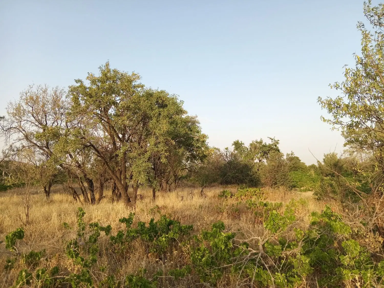 زمین باغی روستای داین