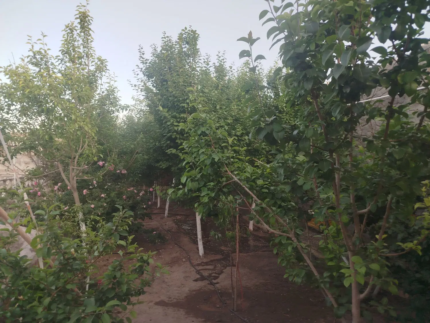 زمین حصار شده کشت صنعت روخیابون اسفالت