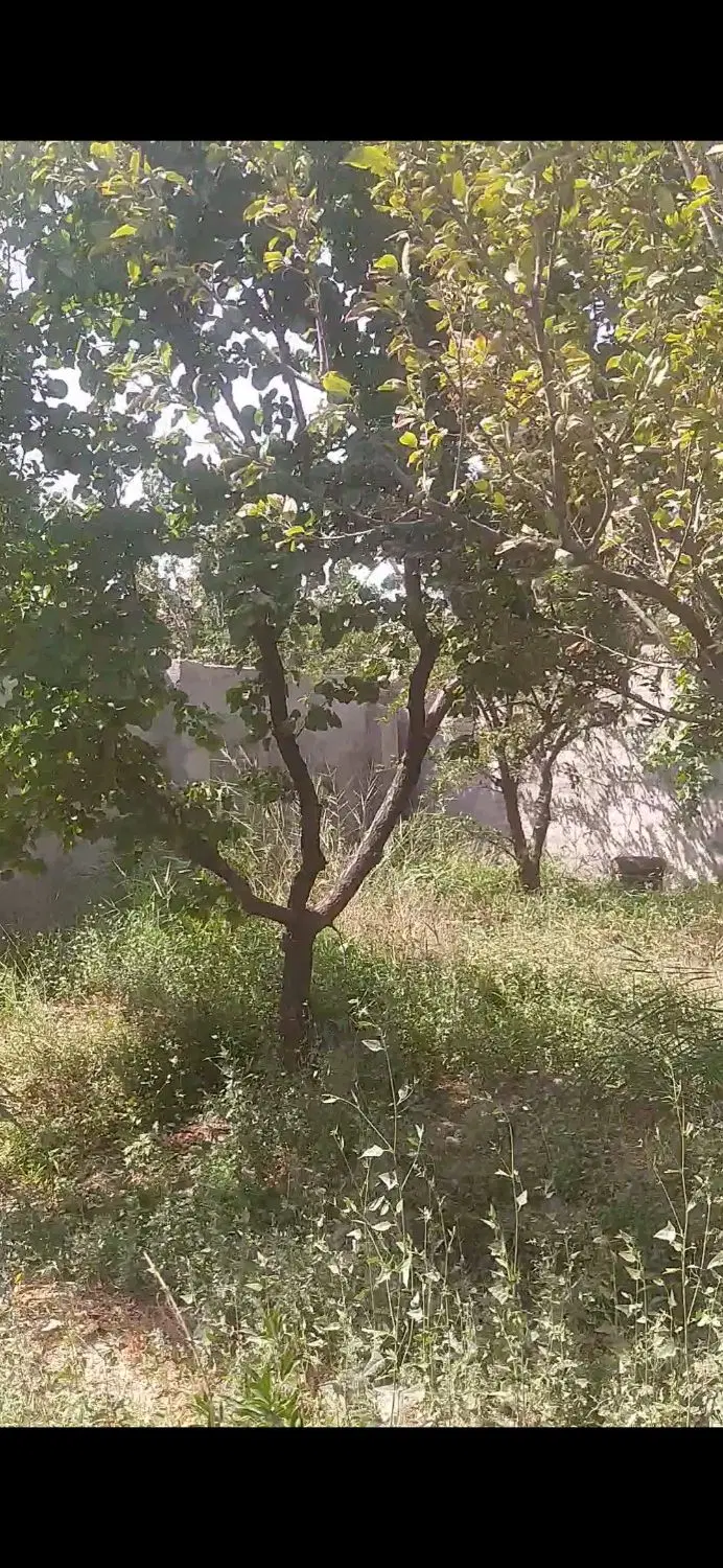 باغچه 250متری
