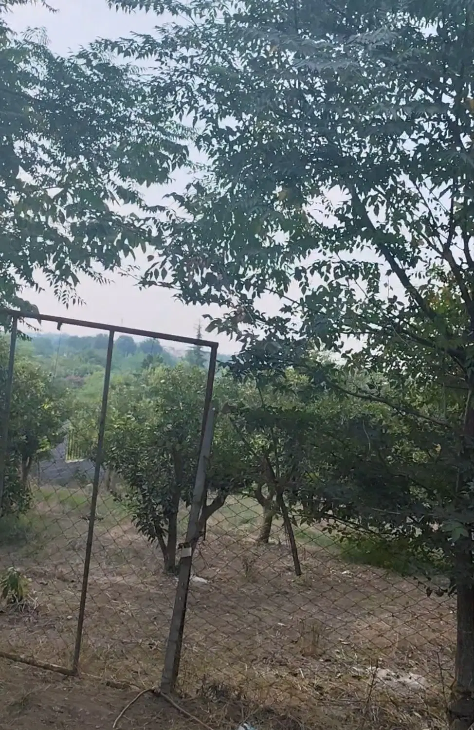 باغ پرتقال 1700متر  ساروکلا کوتنا میانرود
