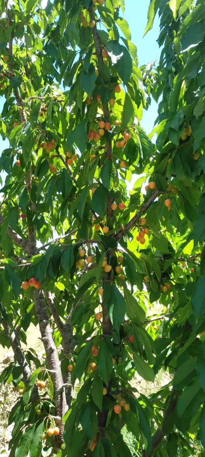 فروش باغ میوه روستای گردشگری نوازن خوش قیمت