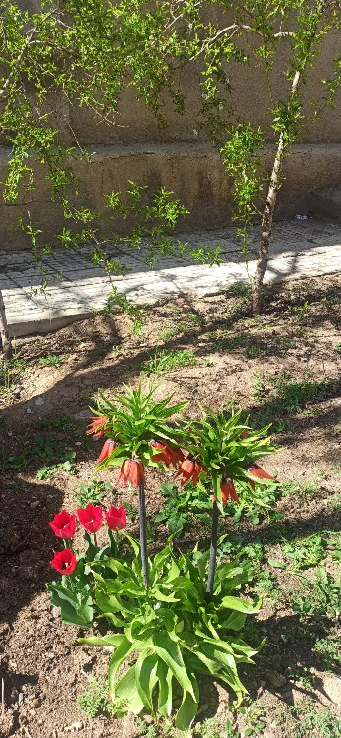 خانه ویلایی ۲۰۰ متر حیاط دار