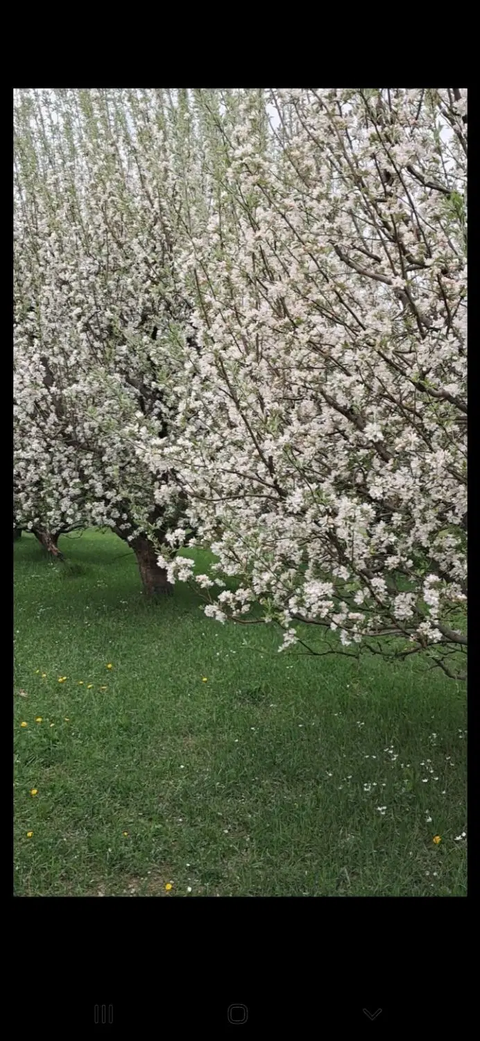 اجاره باغچه