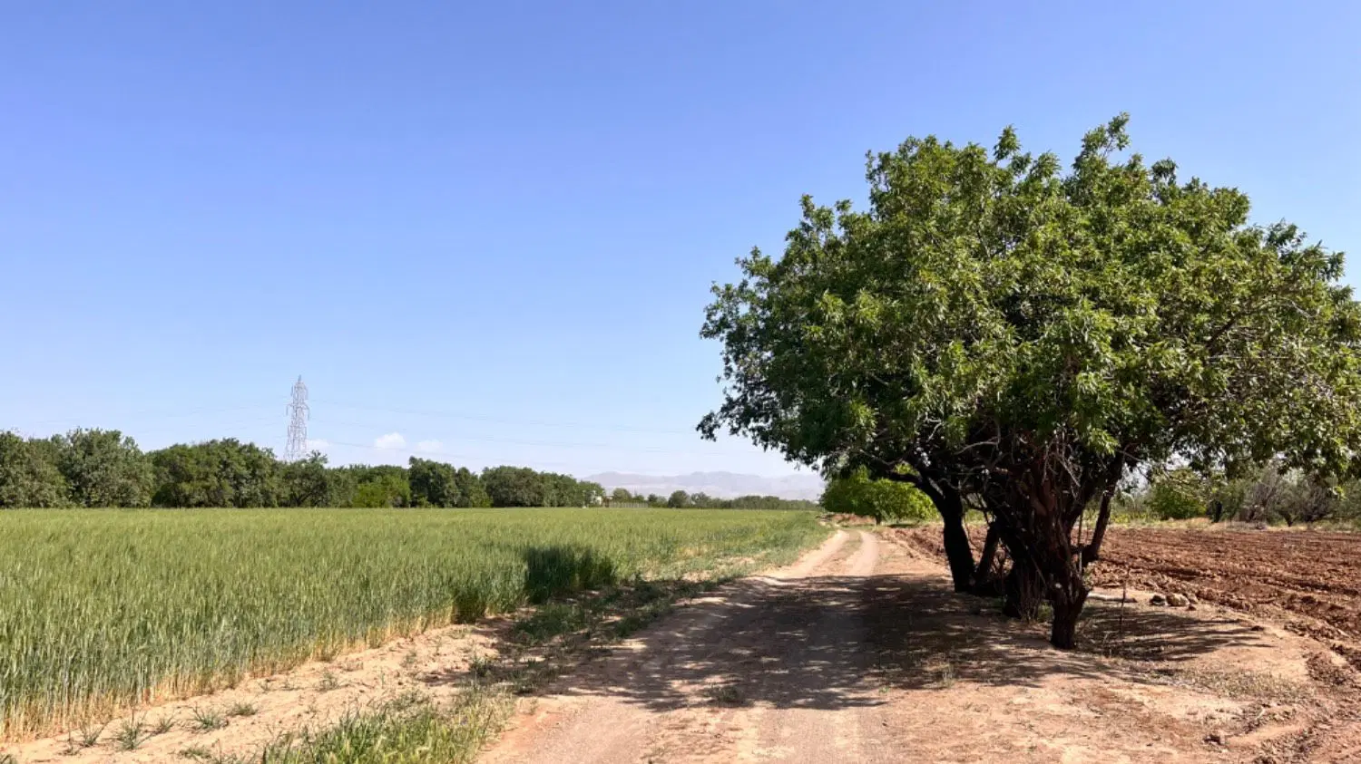 فروش زمین زراعی