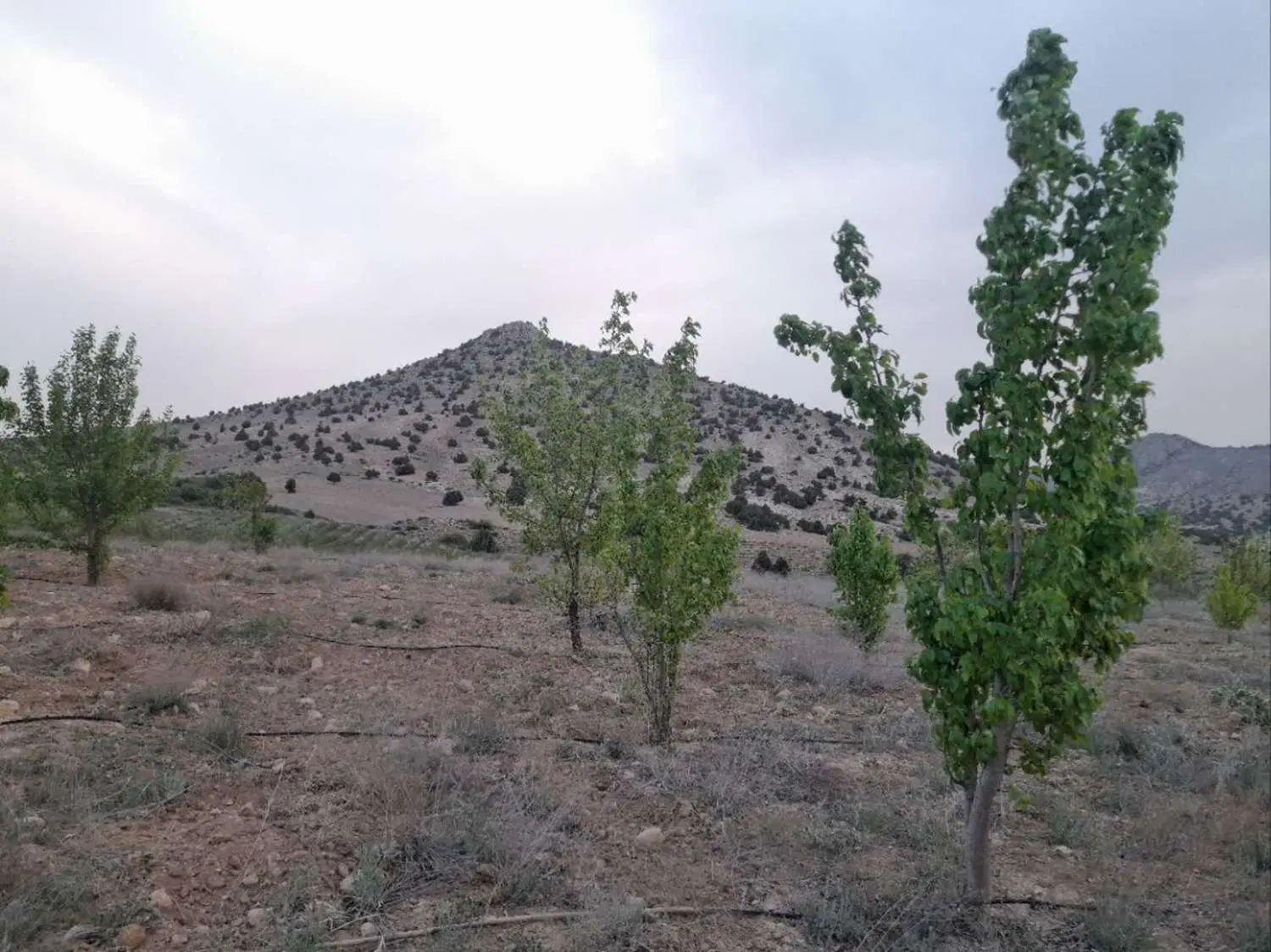 باغ سیب و گلابی