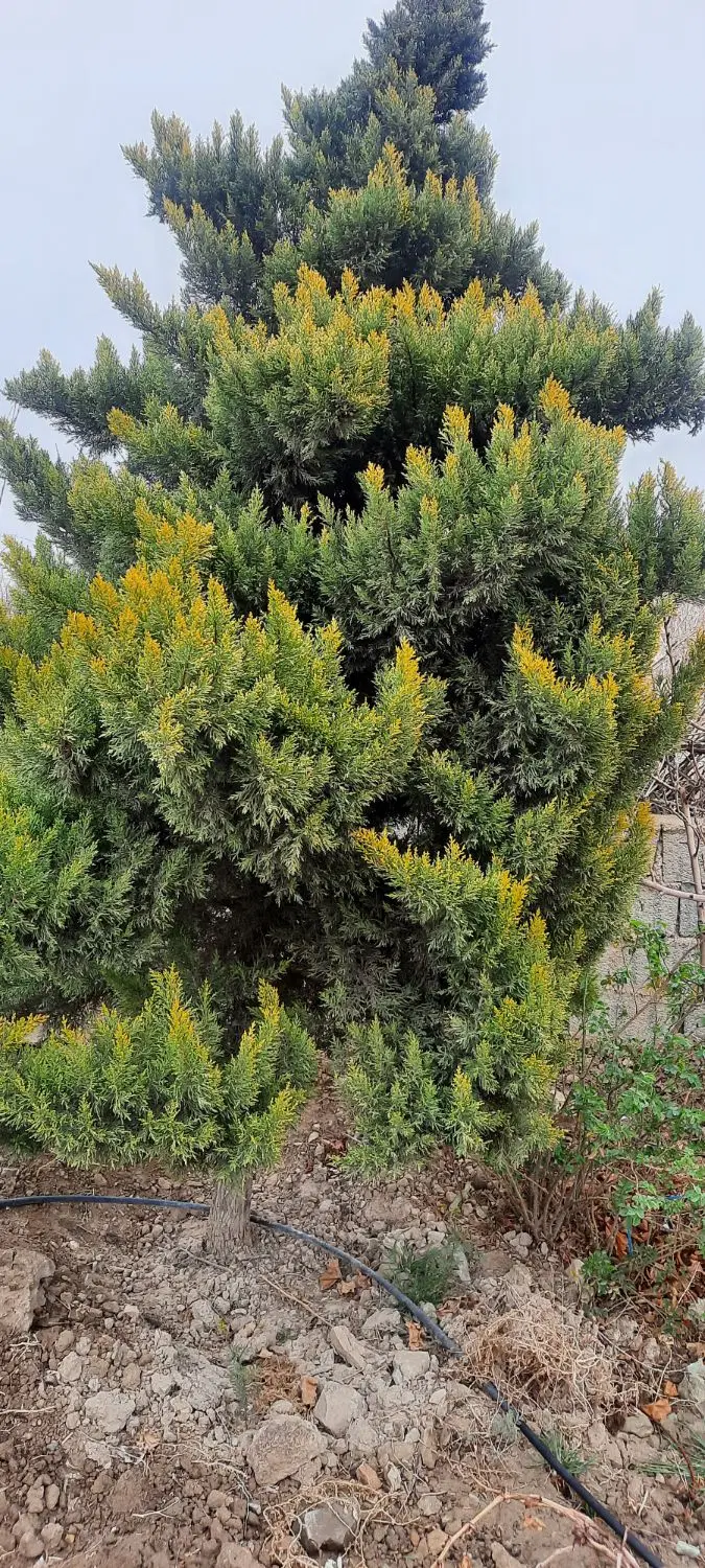 باغ،زمین،بالابان