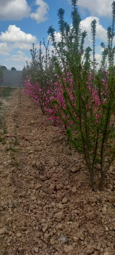 باغچه  سند دار دو قطعه 500 متری