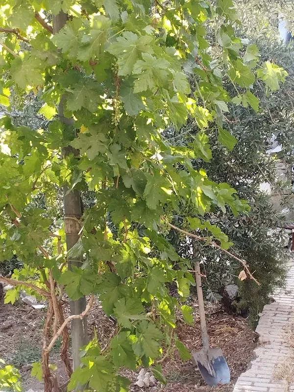 زمین تجاری مسکونی