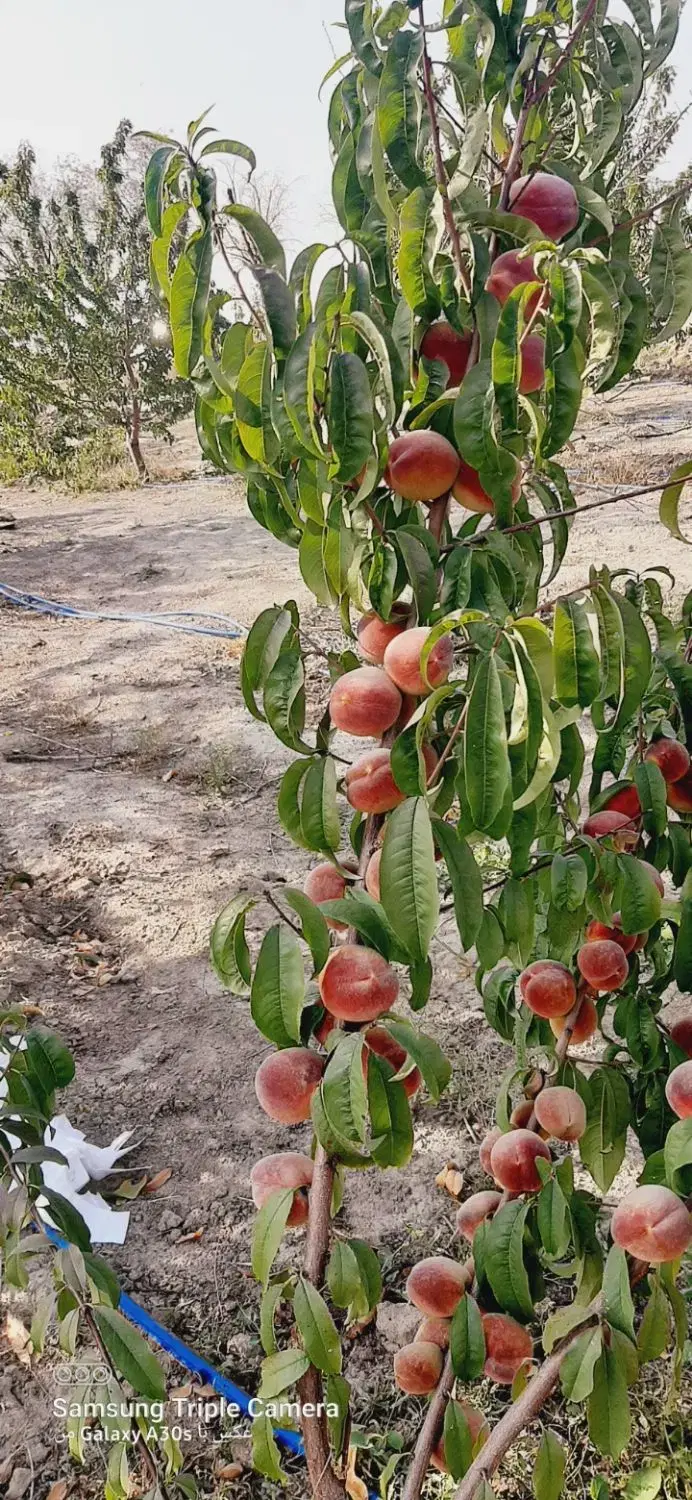 باغچه ۵۰۰ متری شبستر