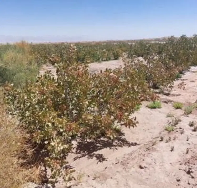 زمین پسته