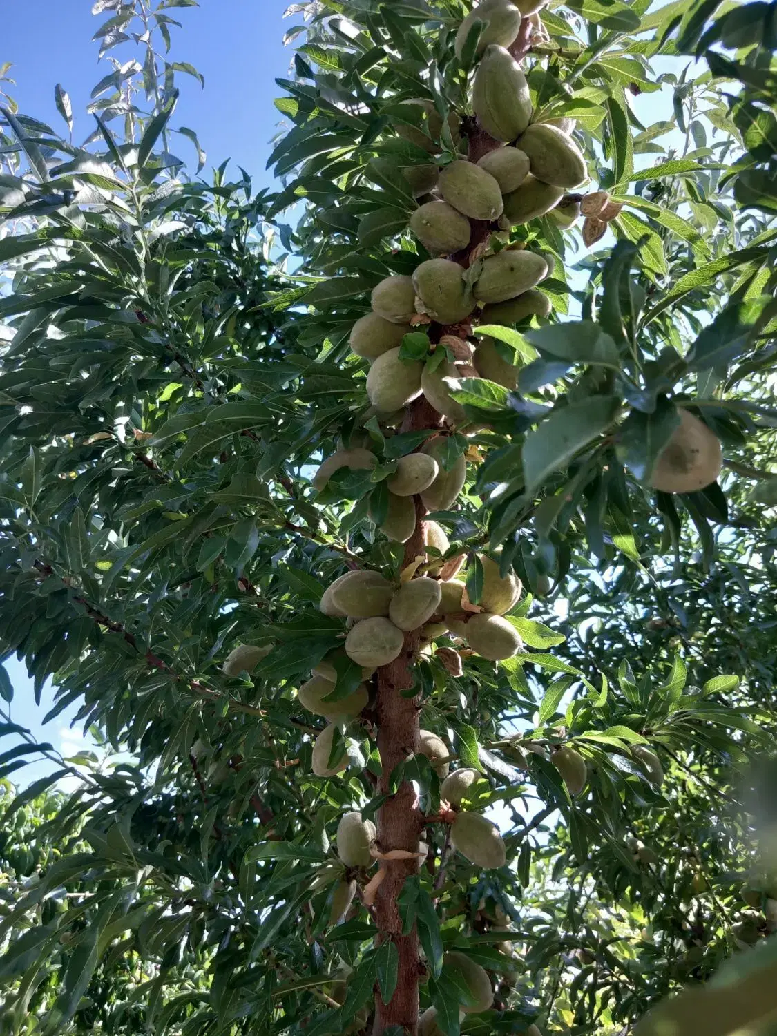 باغ میوه قطره ای باآب و برق