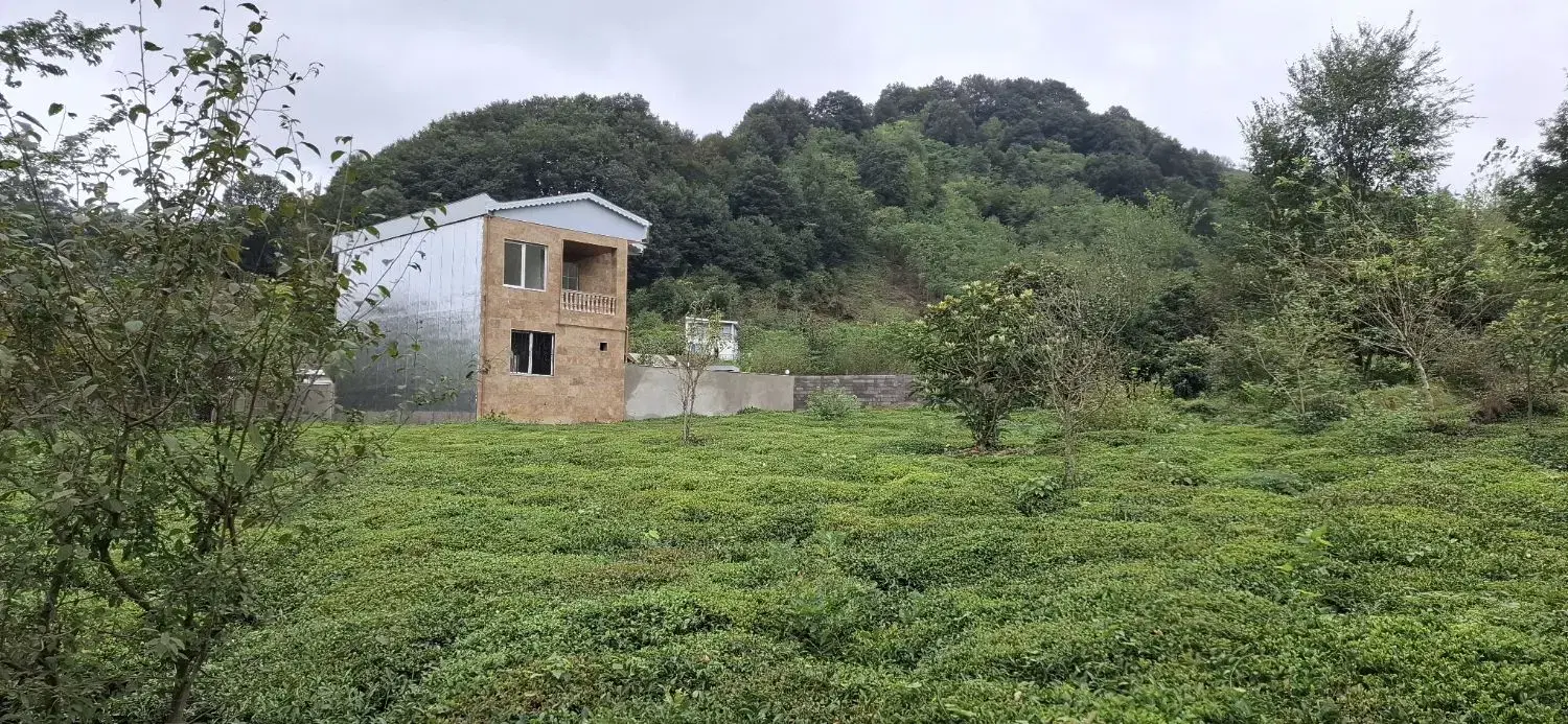 زمین ۱۰۰۰متری ویو بی‌نظیر کوهستان باغات چای سرسبز