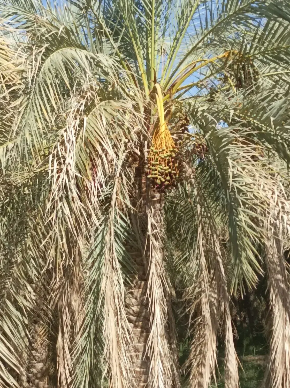 زمین مسکونی