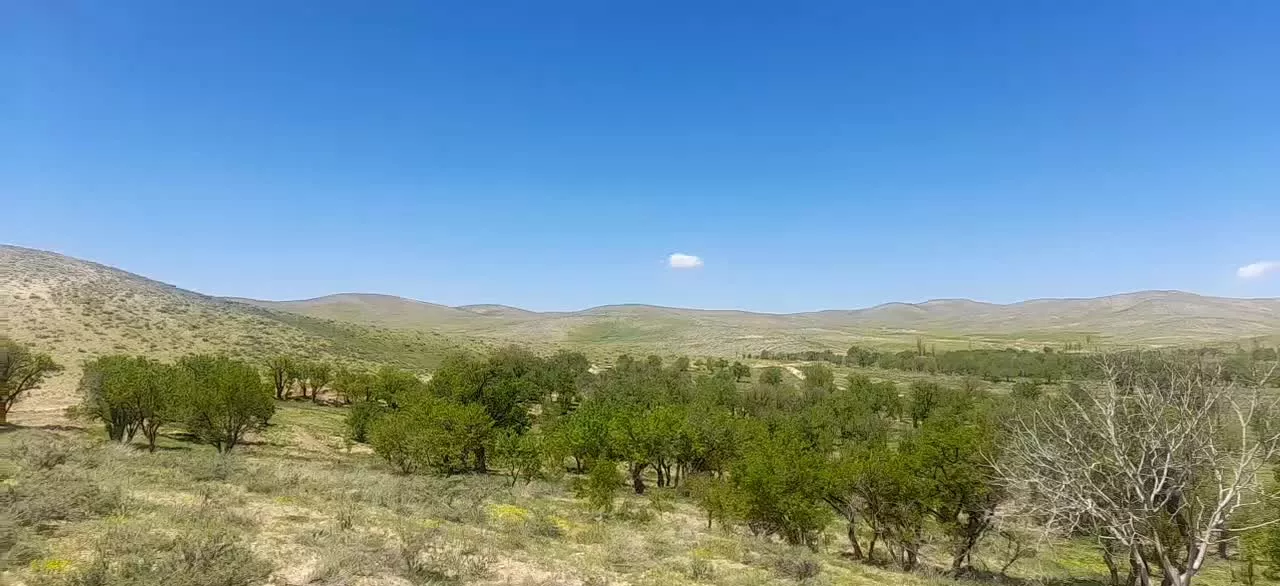 فروش باغ در قلنگان چالشتر