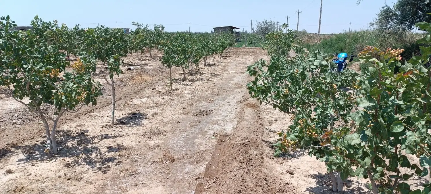 باغ پسته با متراژ کم