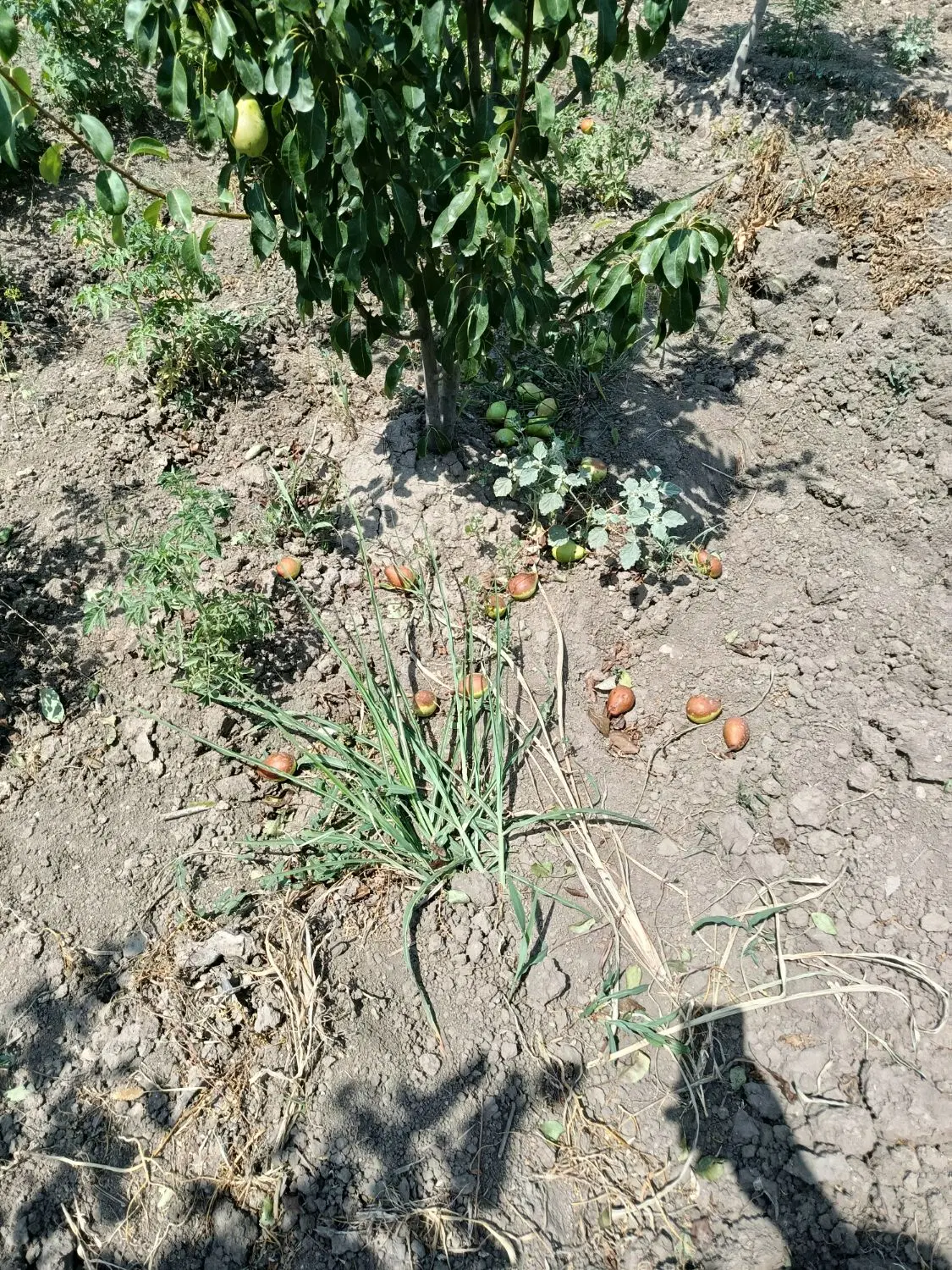 مسکونی دوم خرداد. زمین