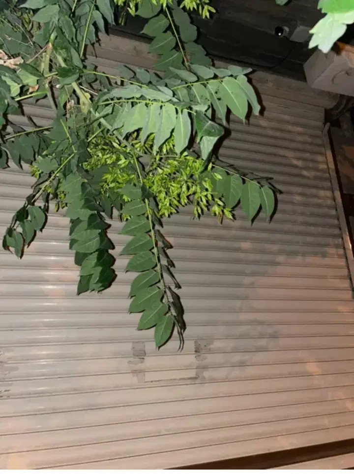 فروش مغازه پیرانشهر خیابان کاسکران