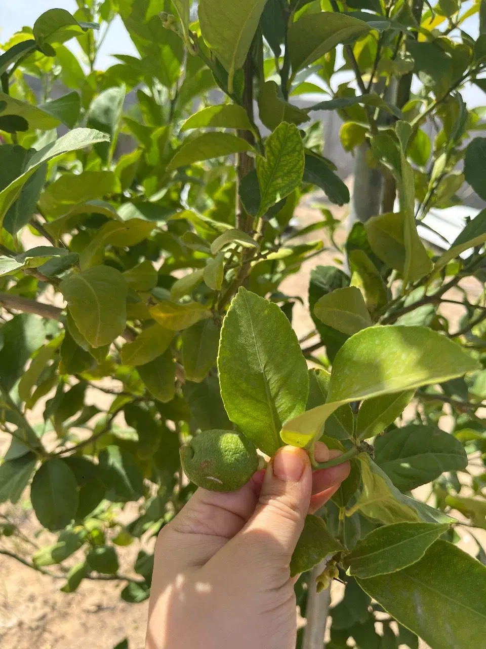فروش منزل مسکونی ویلایی
