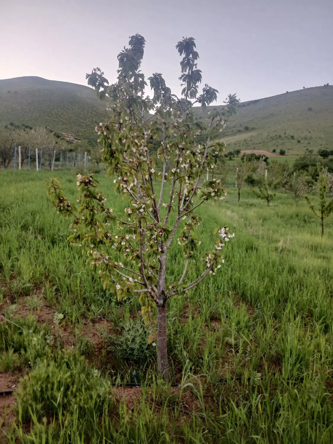 خانه باغ