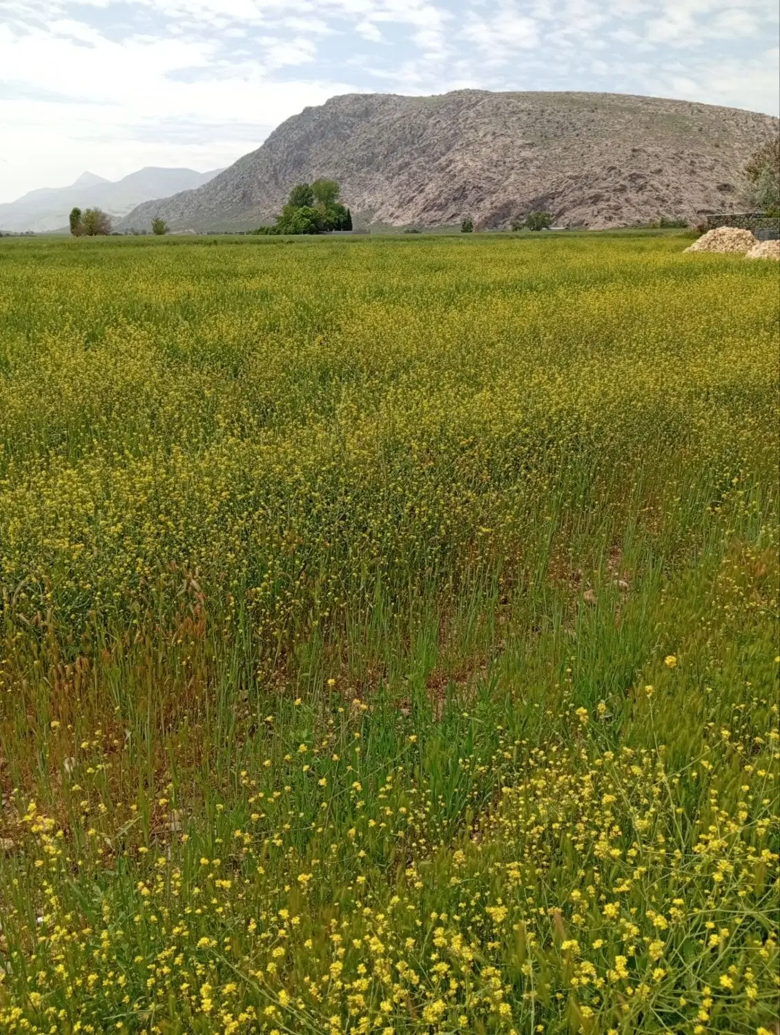 ۲ قواره زمین مناسب برای باغ شهری و مسکونی