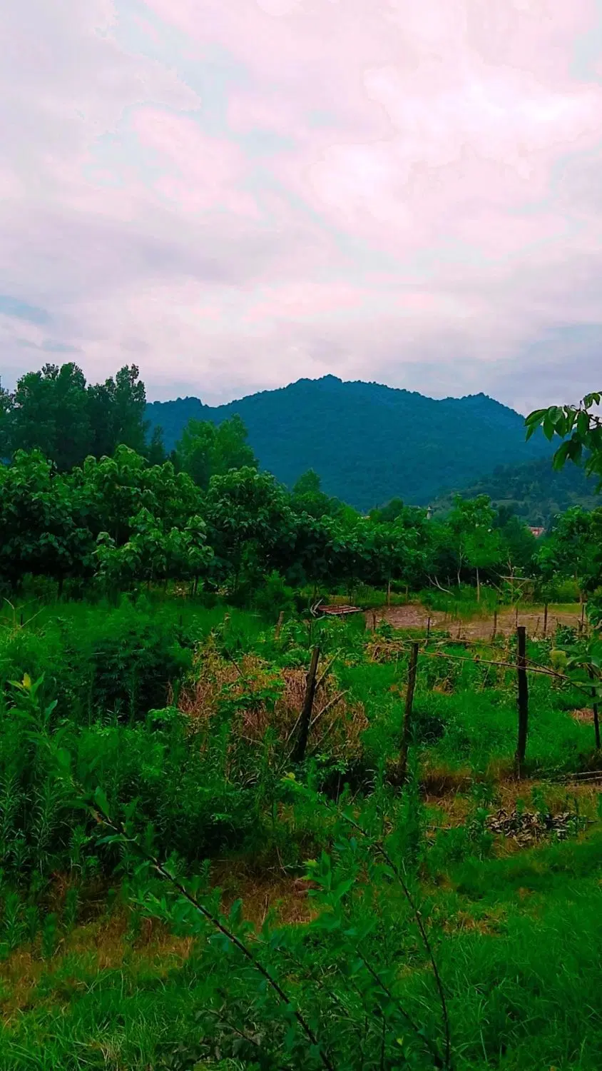 زمین باغی