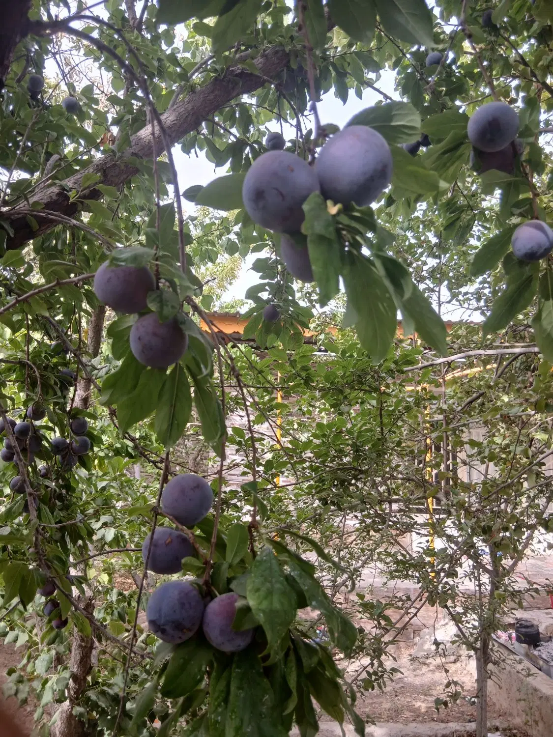 باغ ویلا