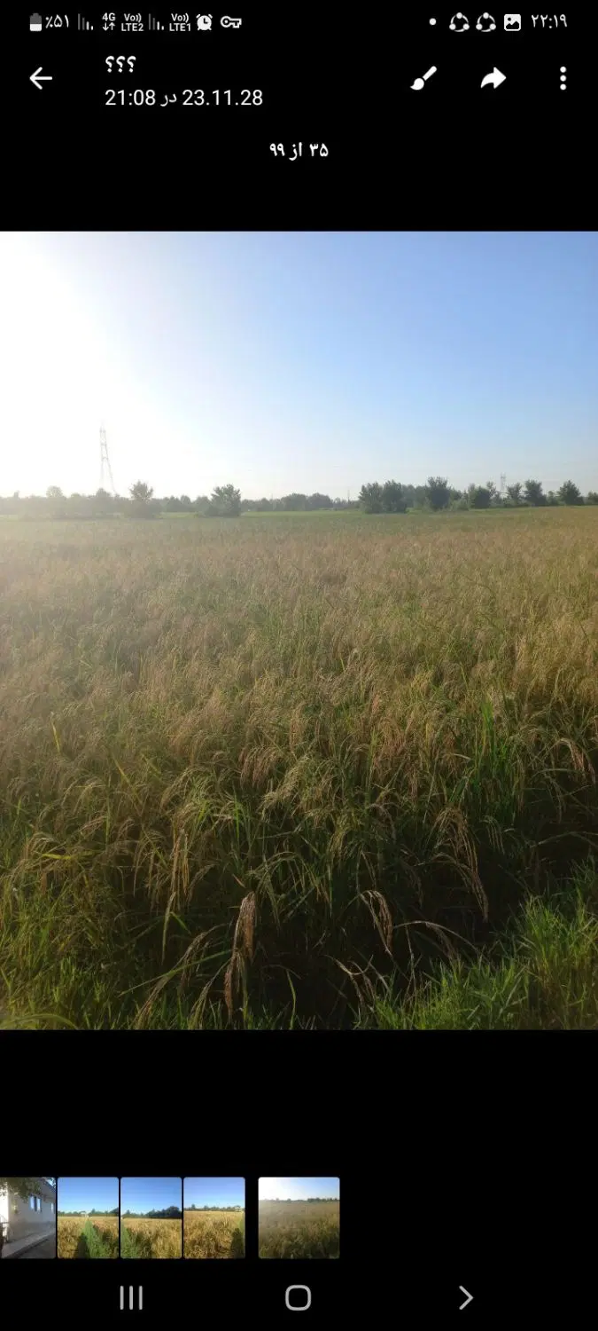 شالیزار به همراه منزل ویلایی سه خواب