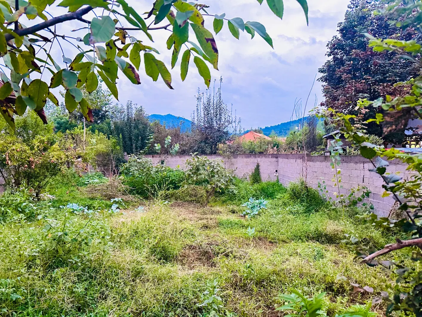 ۲۵۰متر زمین مسکونی_سنددار_منطقه کوهپایه ای و جنگلی