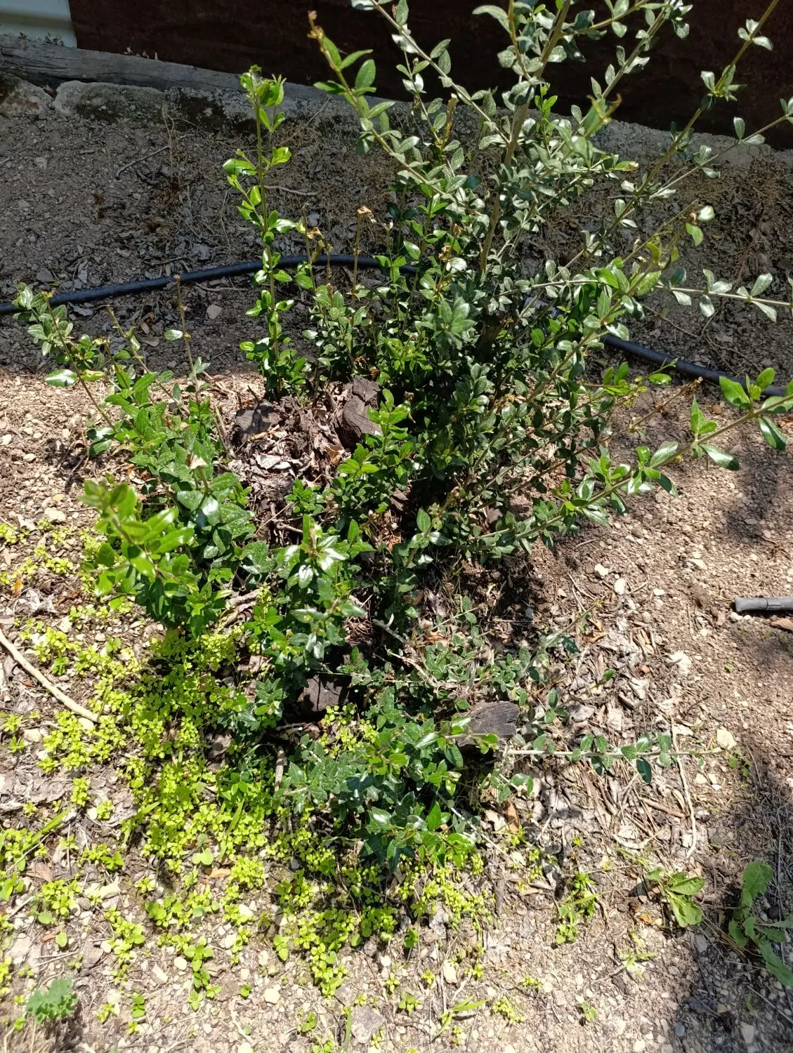 زمین شترک