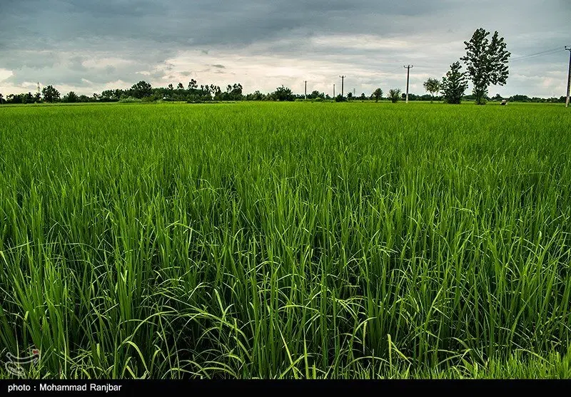 مزرعه(بیجار)